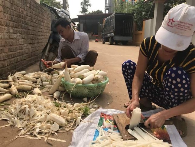 Vì sao hàng trăm tấn củ cải ở Hà Nội bị nhổ bỏ? ảnh 1