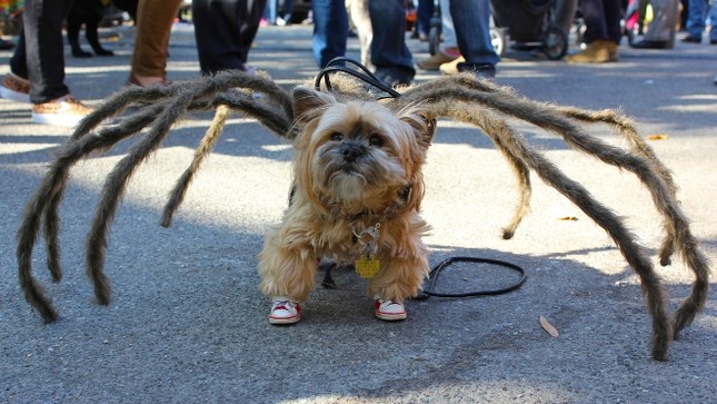 Cún cưng nô nức tham gia lễ hội Halloween ảnh 7