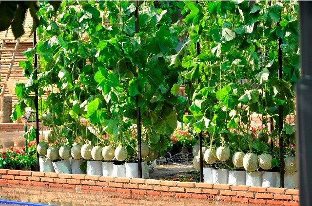 Đường hoa Nguyễn Huệ rực rỡ trước giờ khai mạc ảnh 4