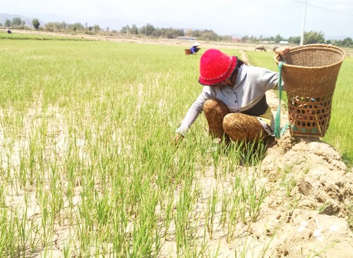 Tây Nguyên trong 'chảo lửa' hạn hán ảnh 2