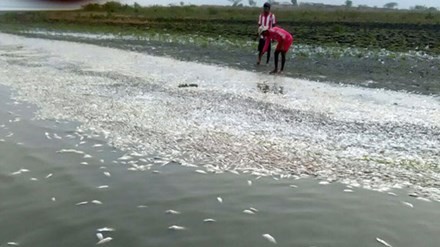 Những câu hỏi lớn trong vụ cá chết trắng biển miền Trung ảnh 3