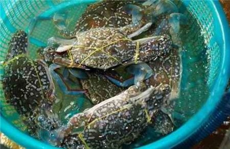 Những mẹo vàng để chọn thịt, rau sạch ngày Tết ảnh 8