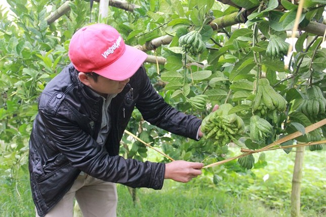 Dân Hà Nội trồng phật thủ: Người thu tiền tỷ, kẻ đổ nợ ảnh 1