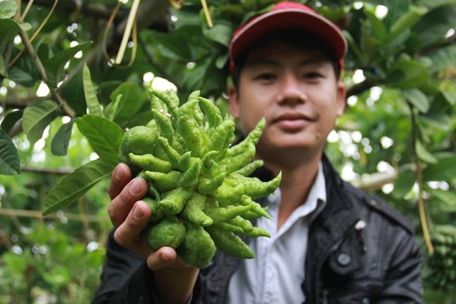 Dân Hà Nội trồng phật thủ: Người thu tiền tỷ, kẻ đổ nợ ảnh 2