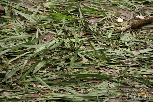 Vườn hoa hồ Gươm bị 'san phẳng' sau đêm giao thừa ảnh 5