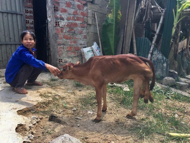 Hà Tĩnh: Xôn xao bê con vừa sinh có tới 6 chân ảnh 1