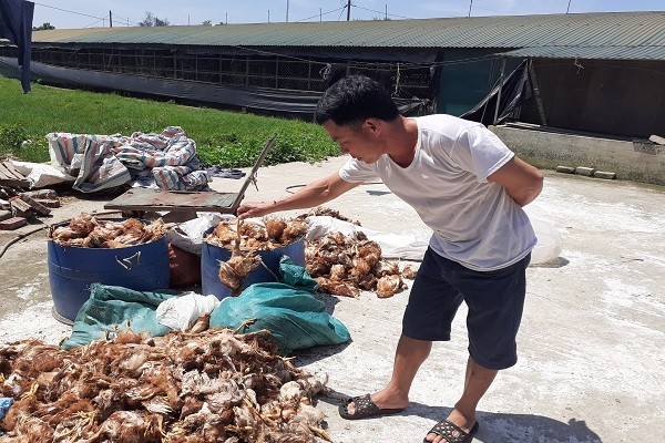 Điều tra nguyên nhân khiến hơn 1.000 con gà chết trong đêm ảnh 1