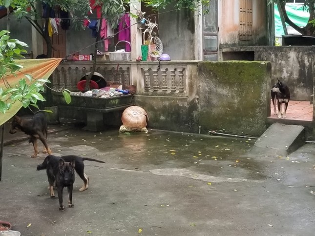 Chủ đàn chó cắn chết bé trai ở Hưng Yên có thể bị xử lý hình sự ảnh 2