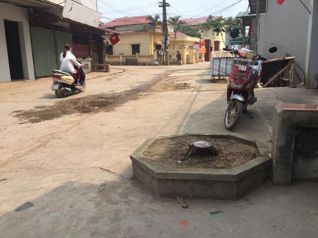 Đòi lại vỉa hè ở Hà Nội: Cây xanh có tội gì mà bị chặt? ảnh 3