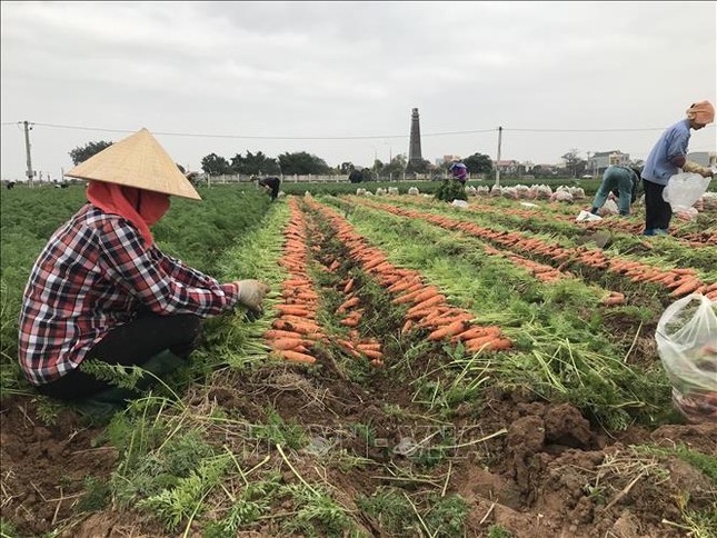 Lộ nguyên nhân khiến tiêu thụ nông sản, gia cầm ở Hải Dương vẫn bị ùn ứ ảnh 1
