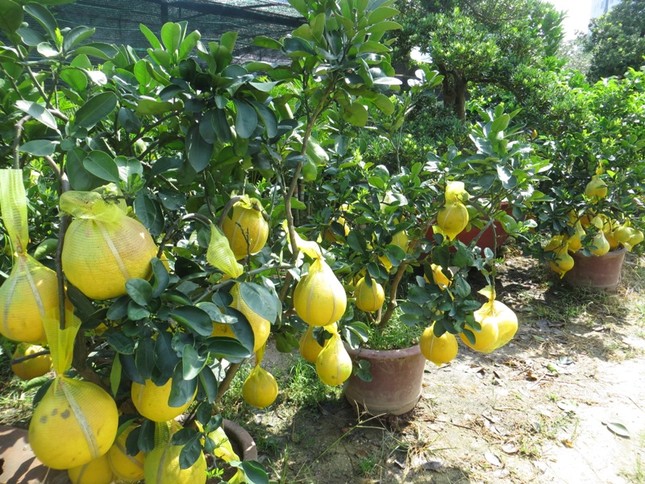 50 triệu đồng một cây bưởi Diễn chơi Tết ở Sài Gòn ảnh 2