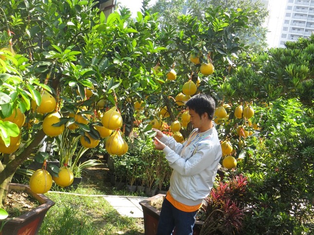 50 triệu đồng một cây bưởi Diễn chơi Tết ở Sài Gòn ảnh 3