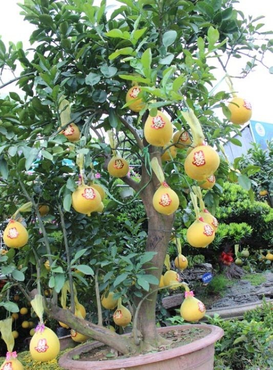50 triệu đồng một cây bưởi Diễn chơi Tết ở Sài Gòn ảnh 5