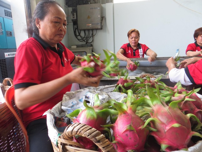 Nước mắm truyền thống Phú Quốc khó xuất khẩu vào Mỹ? ảnh 2