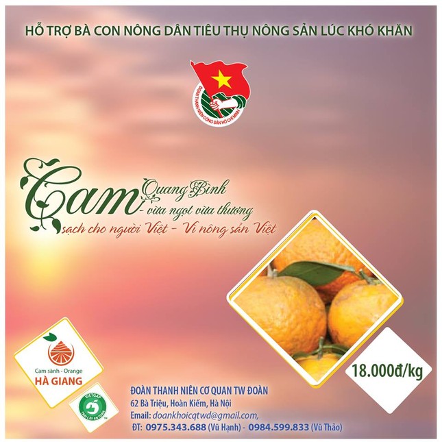 Chung tay đưa cam sạch cho người Việt ảnh 1