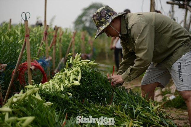 Nhộn nhịp cánh đồng hoa loa kèn đang thu hoạch ở Hà Nội ảnh 6