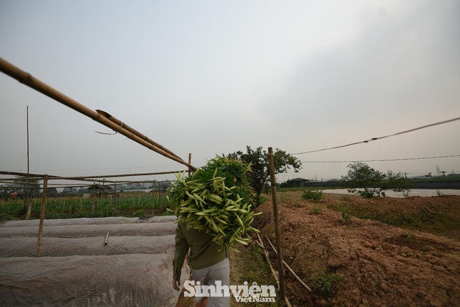 Nhộn nhịp cánh đồng hoa loa kèn đang thu hoạch ở Hà Nội ảnh 8