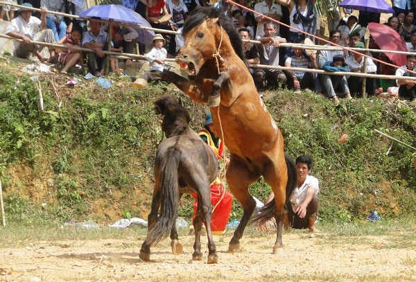 Chọi ngựa độc đáo ở Hà Giang ảnh 1