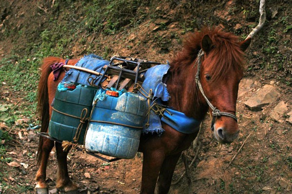 Chọi ngựa độc đáo ở Hà Giang ảnh 2