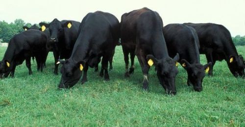 Thịt bò Australia đang tràn ngập thị trường ảnh 1