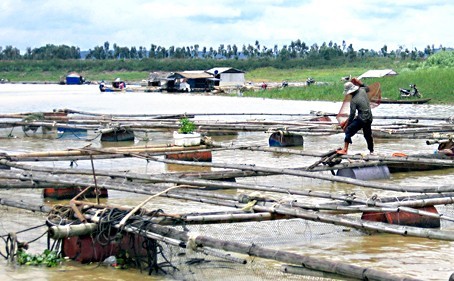 Nuôi cá… không cần cho ăn vẫn lớn vèo vèo ảnh 2