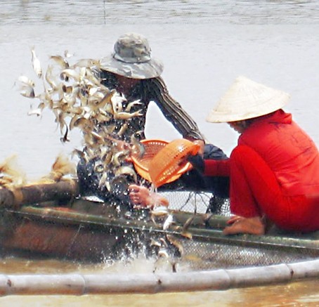 Nuôi cá… không cần cho ăn vẫn lớn vèo vèo ảnh 3