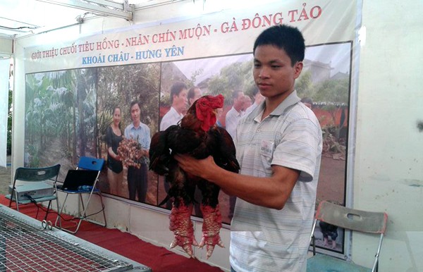 Cận cảnh gà Đông Tảo trả giá 30 triệu đồng không bán ảnh 1