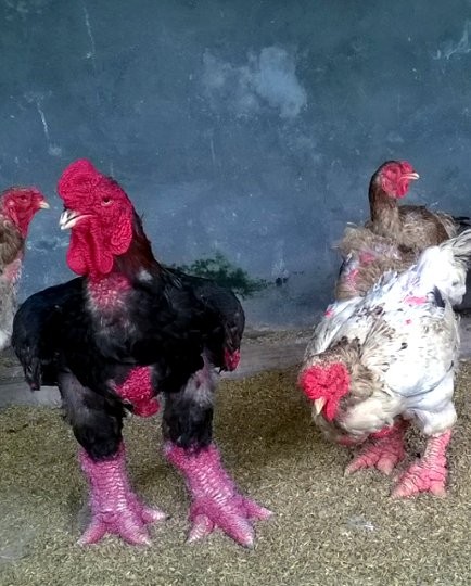 Cận cảnh gà Đông Tảo trả giá 30 triệu đồng không bán ảnh 2