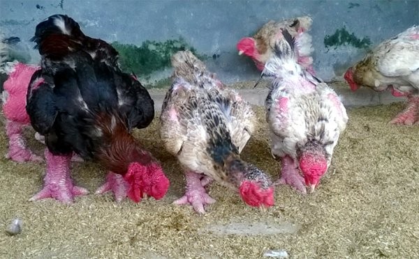 Cận cảnh gà Đông Tảo trả giá 30 triệu đồng không bán ảnh 6