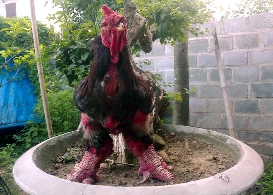 Cận cảnh gà Đông Tảo trả giá 30 triệu đồng không bán ảnh 7