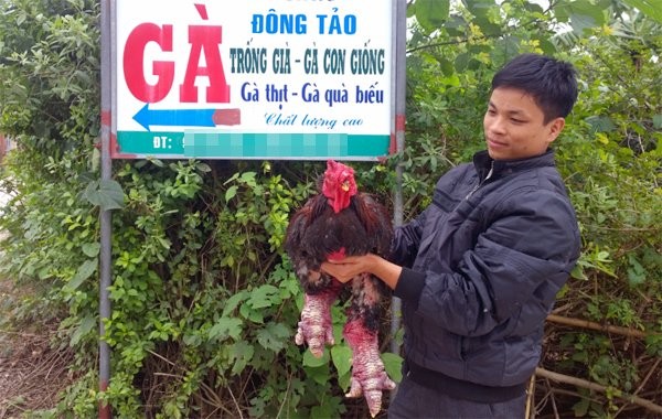 Cận cảnh gà Đông Tảo trả giá 30 triệu đồng không bán ảnh 8
