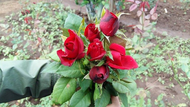 Hoa hồng khan hiếm, giá tăng vọt trước Valentine ảnh 1
