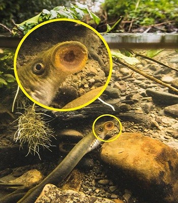 Cận cảnh loài 'thủy quái' chuyên hút máu giết hại 42 triệu kg cá mỗi năm ảnh 3