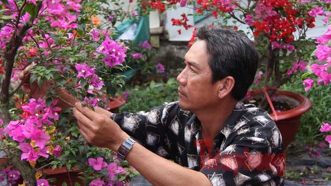 Ngắm vườn hoa giấy '6 trong 1' độc đáo ở miền Tây ảnh 1