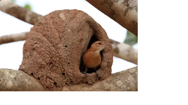 1001 thắc mắc: Loài chim nào được mệnh danh là 'thánh tán gái'? ảnh 1