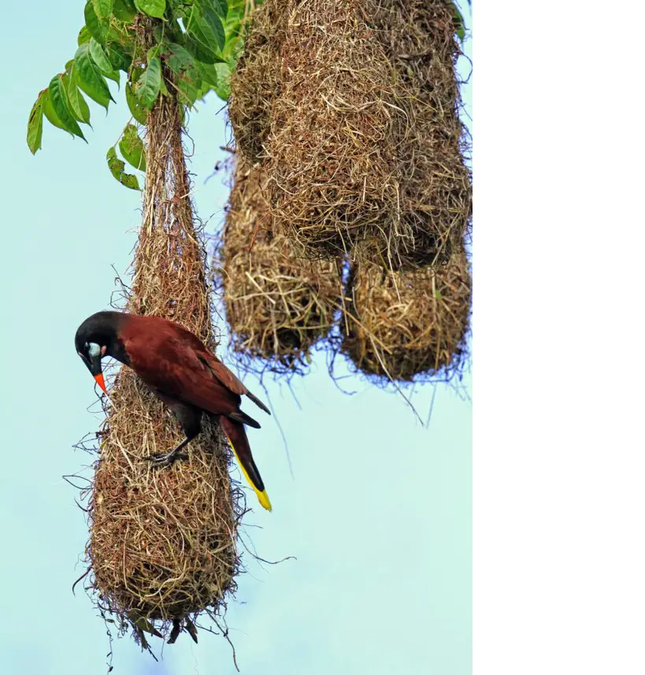 1001 thắc mắc: Loài chim nào được mệnh danh là 'thánh tán gái'? ảnh 2