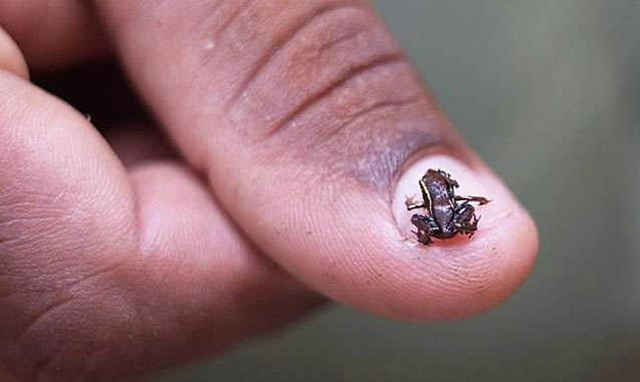 1001 thắc mắc: Loài động vật nào có xương sống nhỏ nhất thế giới? ảnh 1