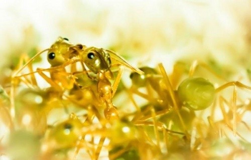 1001 thắc mắc: Những loài động vật nào tỏa mùi thơm đặc biệt? ảnh 4