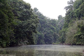 Sông Congo chảy qua đường xích đạo, đúng hay sai?