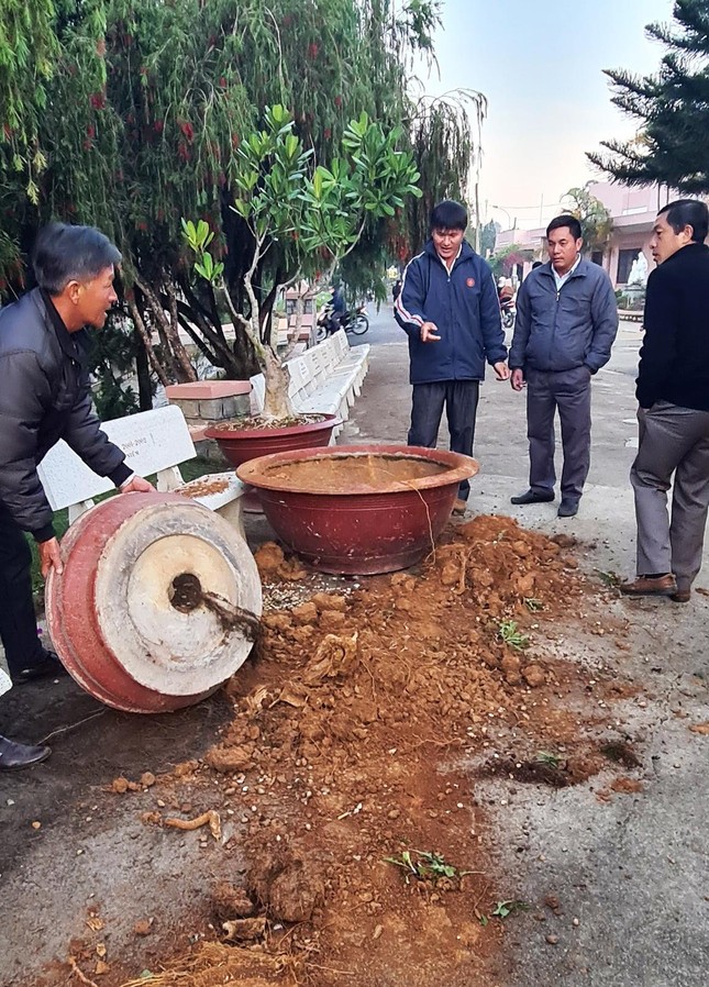 Đà Lạt: Truy tìm băng nhóm dùng ô tô trộm hoa giấy cổ thụ ảnh 5