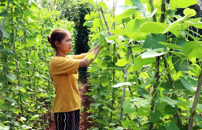 Khởi nghiệp thành công với nghề trồng rau quả hữu cơ ở các buôn làng ảnh 6