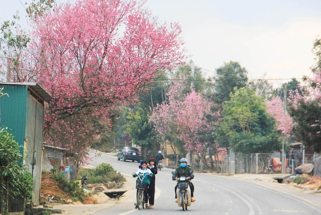 Hoa Mai anh đào bừng nở khắp buôn làng K’Ho đẹp nao lòng ảnh 3