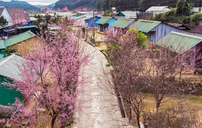 Hoa Mai anh đào bừng nở khắp buôn làng K’Ho đẹp nao lòng ảnh 8