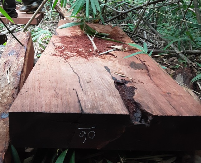 Cận cảnh khám nghiệm hiện trường vụ khai thác gỗ giáng hương ở Vườn Quốc gia Yok Đôn ảnh 3