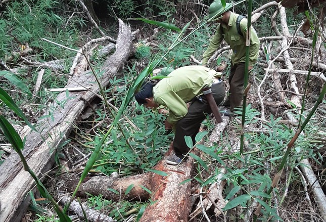 Cận cảnh khám nghiệm hiện trường vụ khai thác gỗ giáng hương ở Vườn Quốc gia Yok Đôn ảnh 4