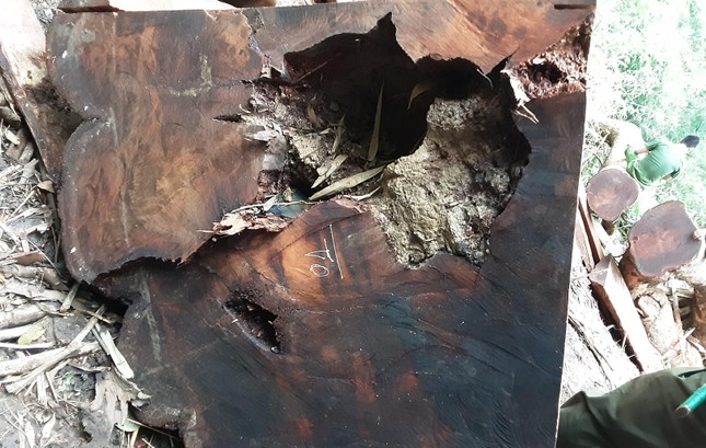 Cận cảnh khám nghiệm hiện trường vụ khai thác gỗ giáng hương ở Vườn Quốc gia Yok Đôn ảnh 5