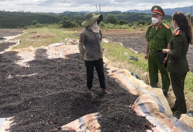 Để giữ bình yên cho mùa thu hoạch cà phê Tây Nguyên ảnh 2