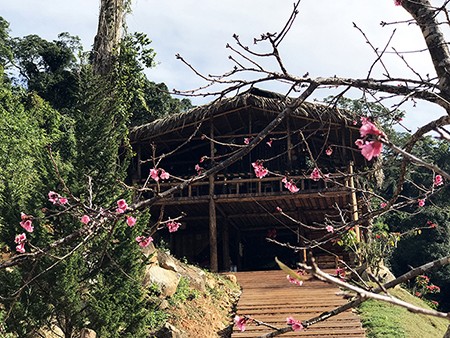Lâm Đồng chờ hoa anh đào nở mới ấn định ngày khai hội ảnh 3