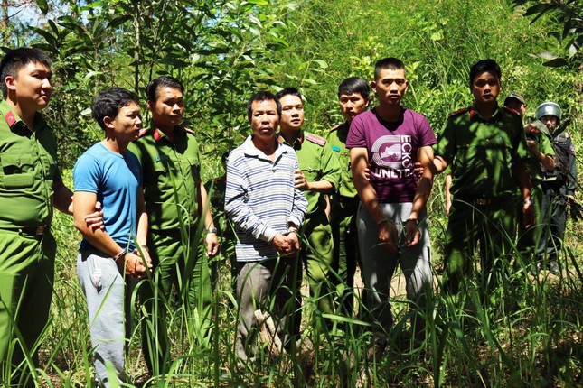Truy bắt kẻ chủ mưu vụ đầu độc rừng thông lớn nhất Tây Nguyên ảnh 1