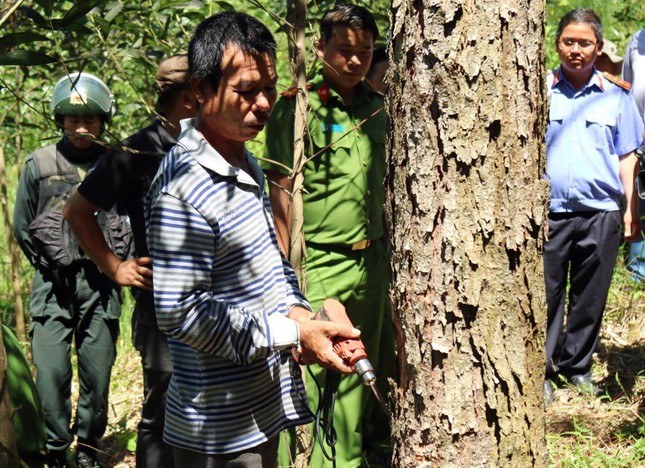 Truy bắt kẻ chủ mưu vụ đầu độc rừng thông lớn nhất Tây Nguyên ảnh 2